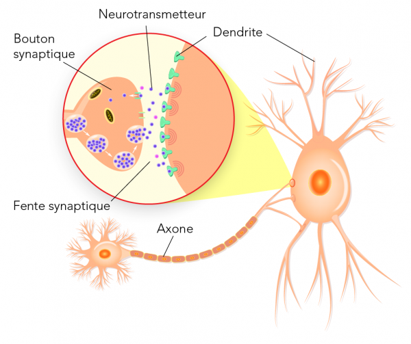schéma neurone biologique -article neurones artificiels
